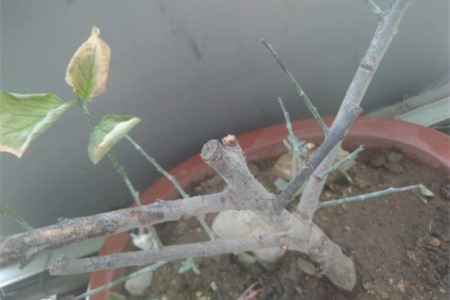 梅花为什么掉叶子