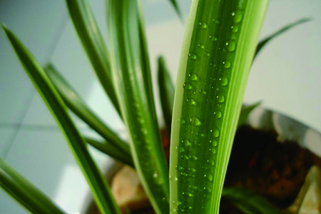 金边吊兰养殖办法和注意些什么