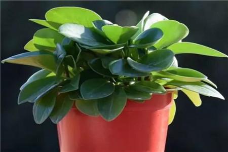 豆瓣绿怎么浇水