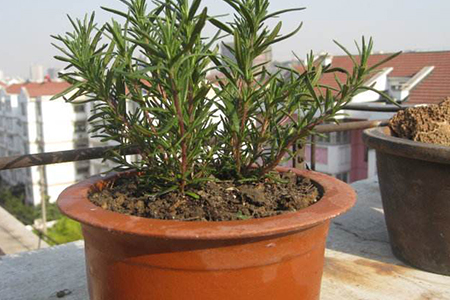 迷迭香的养殖办法和注意些什么