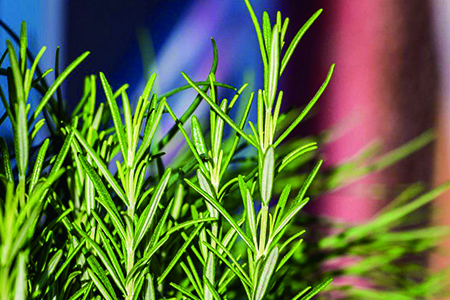 迷迭香的养殖办法和注意些什么