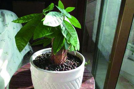 发财树适合什么花盆