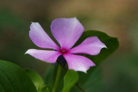 五叶梅有毒吗，能在室内养吗？