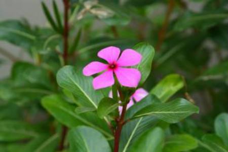 五叶梅有毒吗，能在室内养吗？