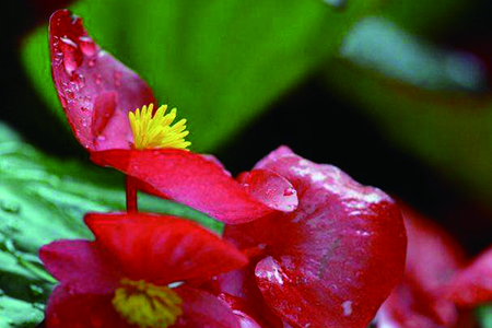 海棠树什么时候开花