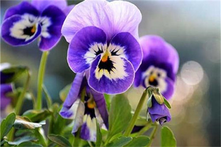 紫罗兰的养殖办法，该怎么种植？