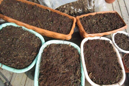 紫罗兰的养殖办法，该怎么种植？