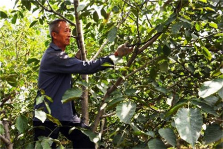 石榴修剪的最佳时间