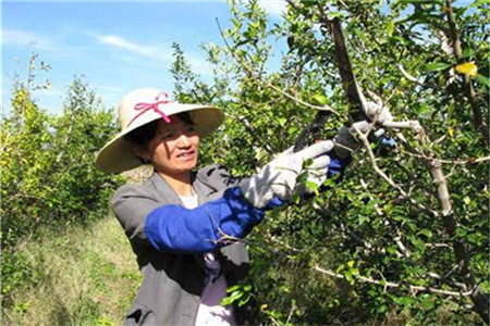 石榴修剪的最佳时间
