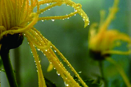 金丝菊怎么种植