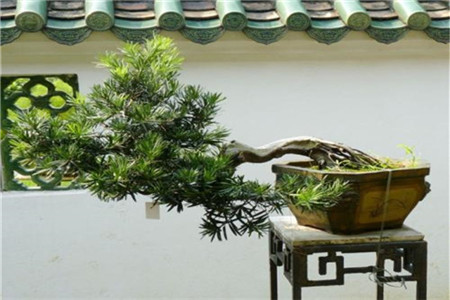 珍珠罗汉松盆景怎么种植