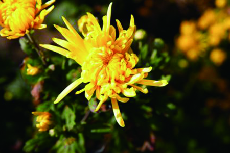 金丝菊怎么种植