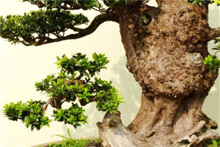 珍珠罗汉松盆景怎么种植