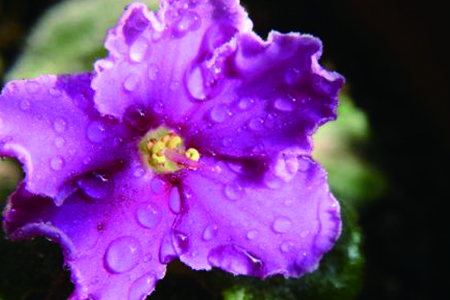 紫罗兰怎么浇水