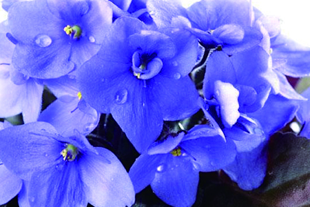 紫罗兰怎么浇水