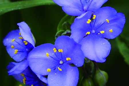 紫罗兰怎么浇水