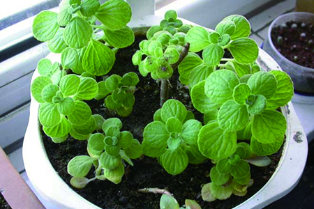 碰碰香老桩怎么样修剪