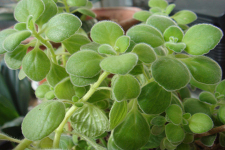 碰碰香老桩怎么样修剪