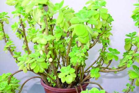 碰碰香老桩怎么样修剪