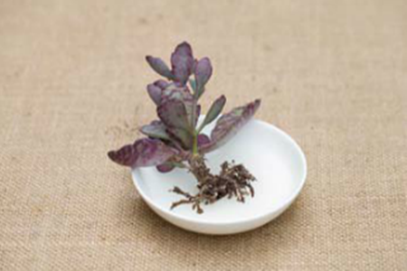 刚买回家的花应该怎么种植