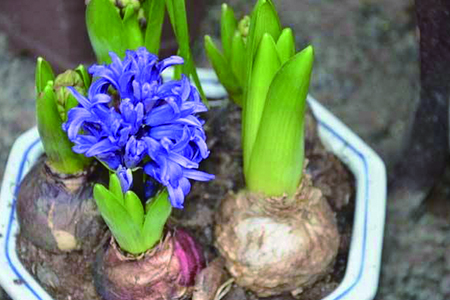 刚买回家的花应该怎么种植