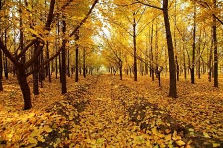 邳州银杏的最佳观赏时间