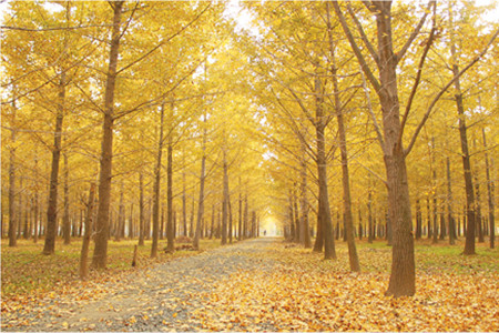 邳州银杏的最佳观赏时间