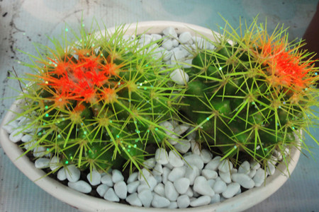 仙人球的养殖办法和注意些什么