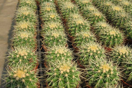 仙人球的养殖办法和注意些什么