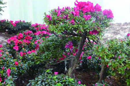 怎么辨认四季杜鹃花