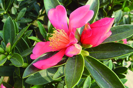 怎么辨认四季杜鹃花