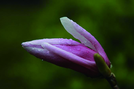 玉兰的养殖办法和注意些什么