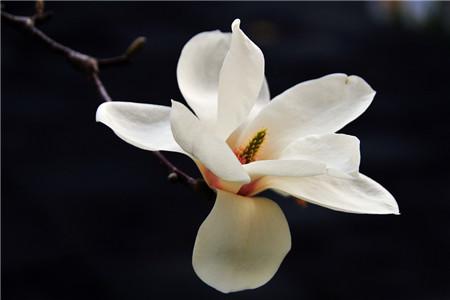 玉兰的养殖办法和注意些什么