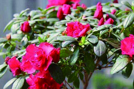 怎么辨认四季杜鹃花