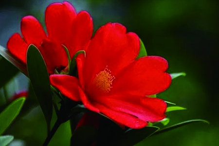 怎么辨认四季杜鹃花