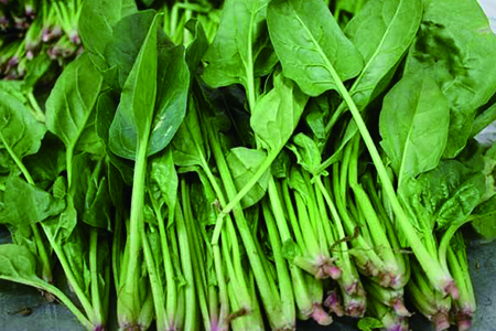 冬天阳台可以种什么菜