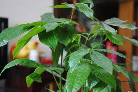 发财树能养几年