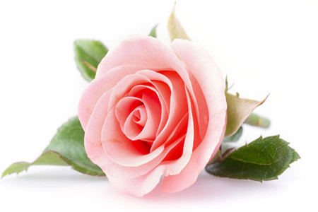 粉色玫瑰有啥意思，花语是啥？