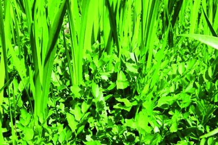 冬天阳台可以种什么菜