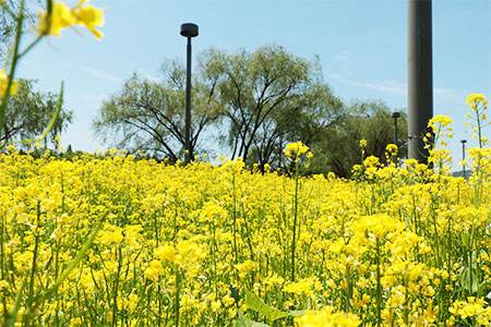 油菜花几月份开花