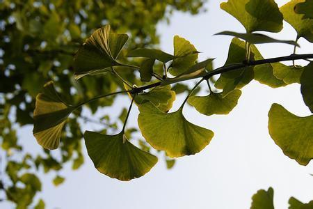 银杏树叶的介绍