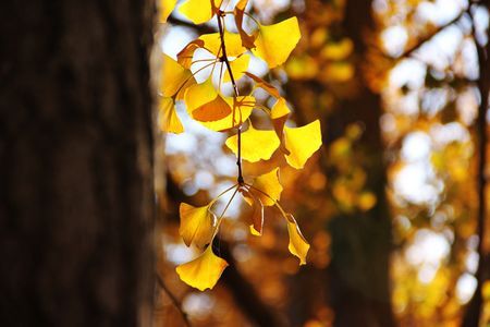 银杏树叶的介绍