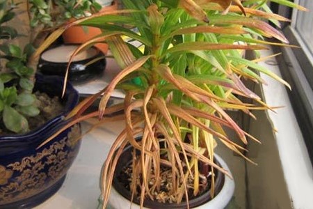 百合花开败后从哪里剪