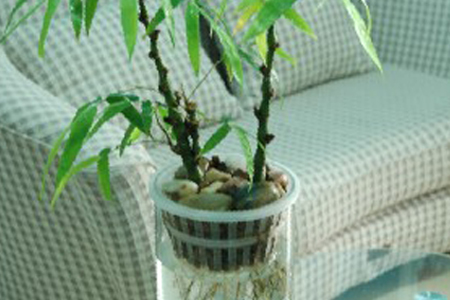 竹子的发育流程