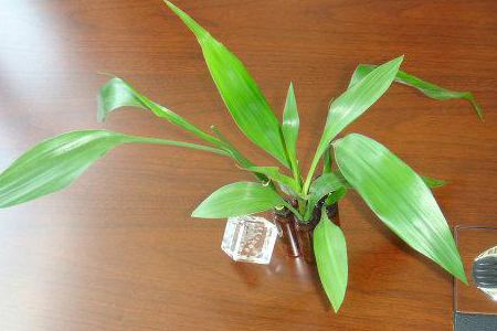 竹子的发育流程