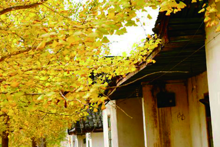 2018南雄银杏的最佳观赏时间