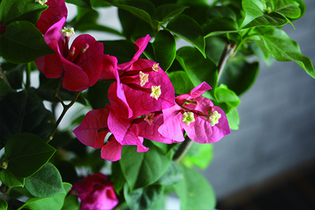 三角梅室内养殖办法