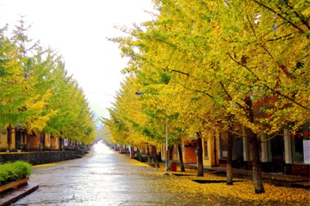 2018南雄银杏的最佳观赏时间