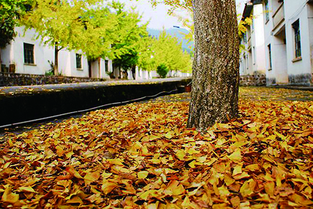 2018南雄银杏的最佳观赏时间