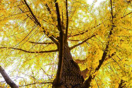 2018南雄银杏的最佳观赏时间